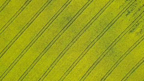 Patternfield from yellow flowers Video stock 77646407