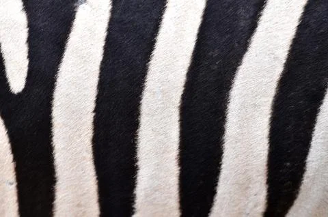 Patterning of skin of  zebra Stock-Fotos