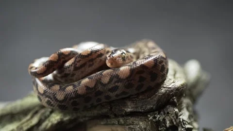 Patternless Columbian Rainbow Boa or Epicrates cenchria maurus. Close up. Slow Stock Footage 149751887