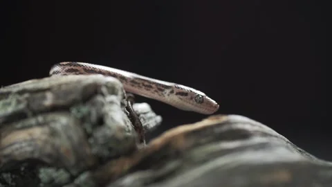 Patternless Columbian Rainbow Boa or Epicrates cenchria maurus. Close up. Slow Stock Footage 149752715