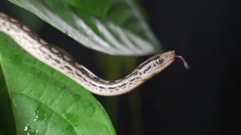 Patternless Columbian Rainbow Boa or Epicrates cenchria maurus. Close up. Slow Stock Footage 149753773