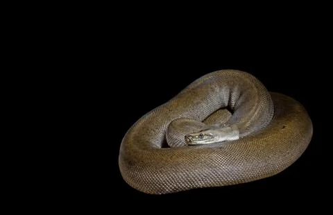 Patternless Green Burmese Python on Black Background, Clipping Path Stock Photos