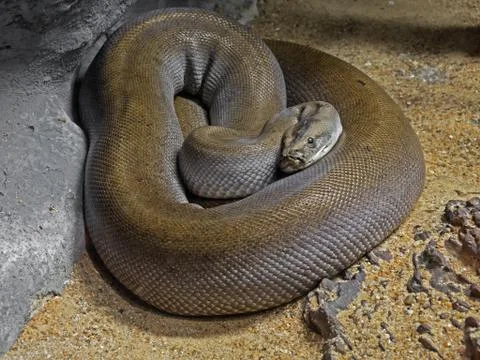 Patternless Green Burmese Python on Sand Stock Photos