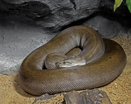 Patternless Green Burmese Python on Sand 스톡 사진