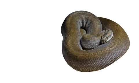 Patternless Green Burmese Python on White Background, Clipping Path Foto stock