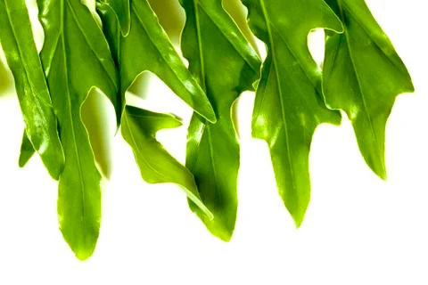 Patterns and Textures of Hanging Leaf Edge Foto stock