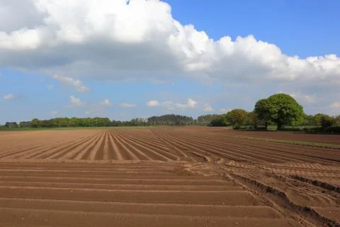 Patterns and textures of potato rows in a rural landscape in springtime Stock Photos