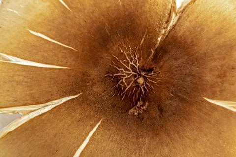 Patterns and Textures of Top of Wild Mushroom Stock Photos