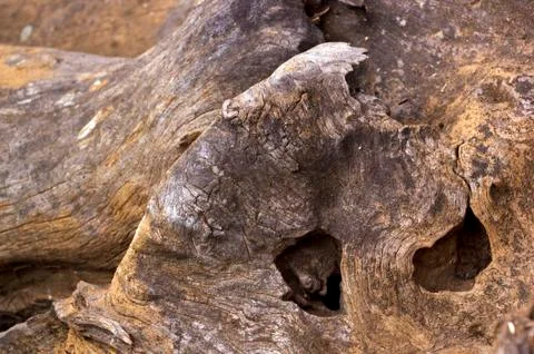 Patterns and textures on weathered tree stump Stock Photos