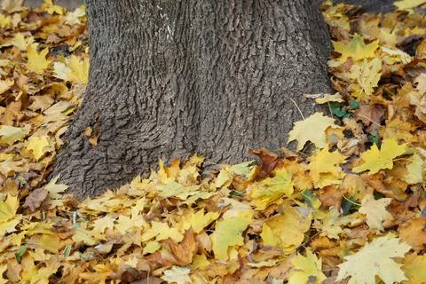 Patterns on the bark of a maple tree and fallen yellow autumn maple leaves Stock Photos