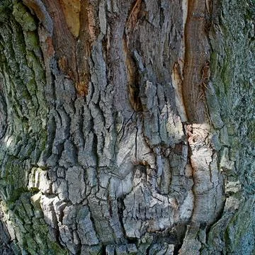 Patterns of bark on a tree of an ancient age-old oak Stock Photos