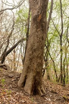 Patterns on the bark of a tree in the gardens of Changdeokgung Palace Stock Photos