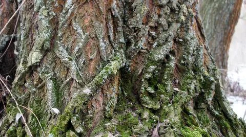 Patterns of bark on a tree with green lichen Stock Photos