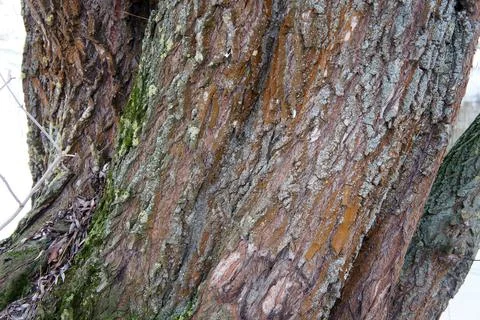 Patterns of bark on a tree with green lichen Stock Photos