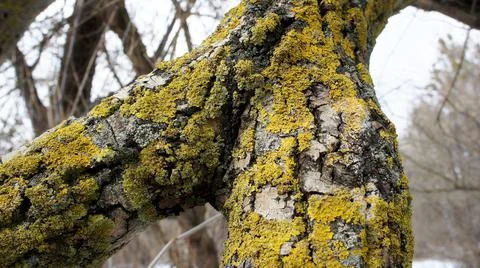 Patterns of bark on a tree with green lichen Stock Photos