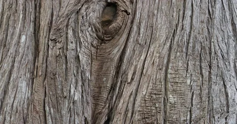 Patterns in bark on a tree at Plas Newydd on Anglesey, Wales, UK. Vidéo 240051891