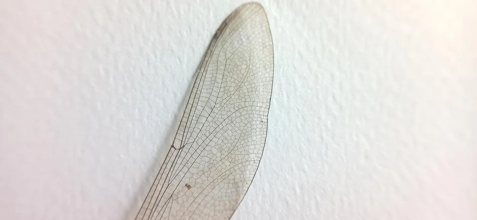 Patterns on dragonfly wings (surface) Foto stock