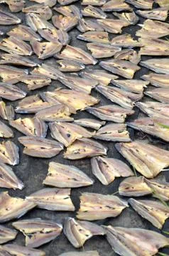 Patterns of dried fish Stock Photos