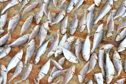 Patterns of dried fish 写真素材