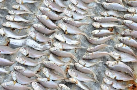 Patterns of dried fish Stock Photos
