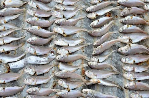 Patterns of dried fish Foto stock