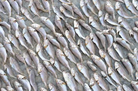 Patterns of dried fish Stock Photos