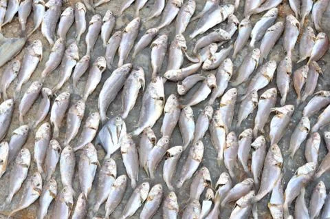 Patterns of dried fish Stock Photos