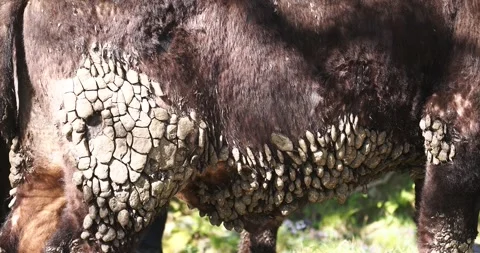 Patterns in dried out dags on a cow in Ambleside, English Lake District, UK. Stock Footage 337702775