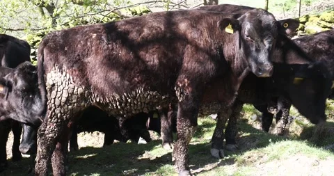 Patterns in dried out dags on a cow in Ambleside, English Lake District, UK. Stock Footage 337702999