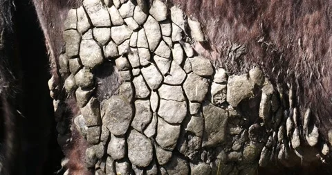Patterns in dried out dags on a cow in Ambleside, English Lake District, UK. Stock Footage 337703095