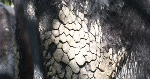 Patterns in dried out dags on a cow in Ambleside, English Lake District, UK. Stock Footage 337703096