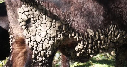Patterns in dried out dags on a cow in Ambleside, English Lake District, UK. Stock Footage 337703198