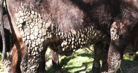 Patterns in dried out dags on a cow in Ambleside, English Lake District, UK. Stock Footage 337703204