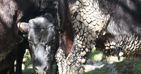 Patterns in dried out dags on a cow in Ambleside, English Lake District, UK. Stock Footage 337703290