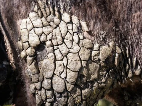 Patterns in dried out dags on a cow in Ambleside, English Lake District, UK. Stock Photos