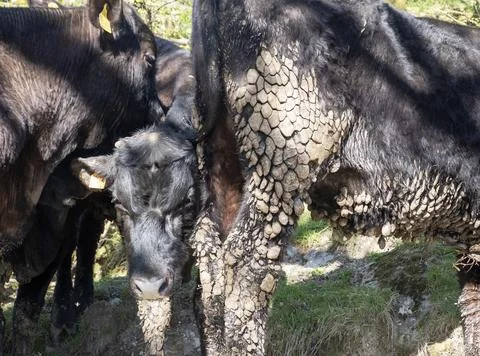 Patterns in dried out dags on a cow in Ambleside, English Lake District, UK. Stock Photos