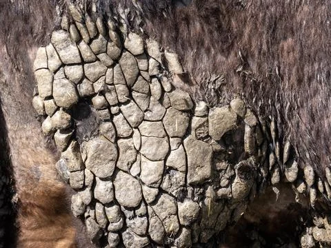 Patterns in dried out dags on a cow in Ambleside, English Lake District, UK. Stock Photos
