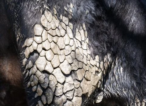Patterns in dried out dags on a cow in Ambleside, English Lake District, UK. Stock Photos