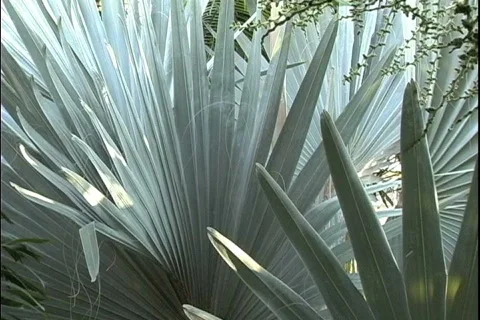 Patterns Fan-like plant Stock Footage 466150