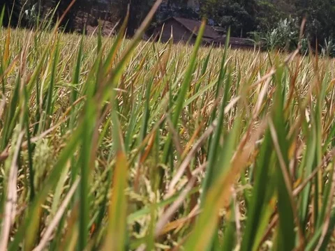 Patterns of fields and rice premium Stock Footage 122207451