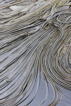 Patterns form in giant kelp strands at low tide on Willis Island in South Stock Photos