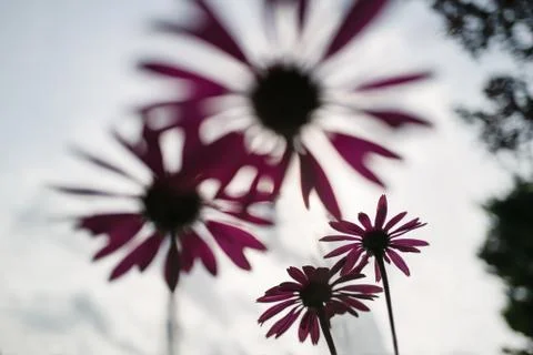 Patterns fromed by pink echinacea, sometimes called a coneflower from below, Stock Photos