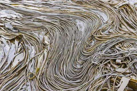 Patterns of giant kelp strands and stipes on Willis Island during low tide in Stock Photos