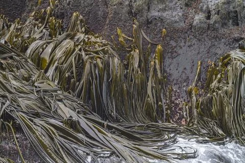 Patterns of giant kelp strands on Willis Island during low tide in South Georgia Stock Photos