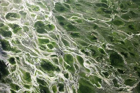 Patterns of green algae at low tide Stock-Fotos