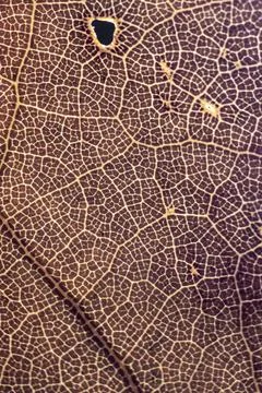 Patterns of leaf nerves that look like a complex city map Stock Photos