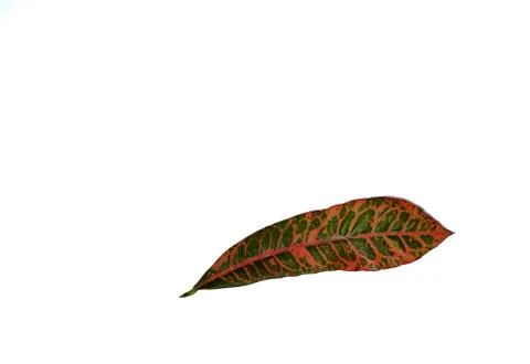 Patterns on the leaf surface Stock Photos