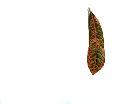 Patterns on the leaf surface Stock Photos