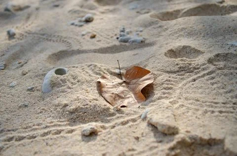 Patterns, leaves and shells on the sand Stock Photos