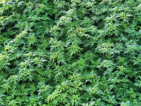 Patterns from the leaves of dwarf nettle (Urtica urens). Herb texture. Natura Stock Photos